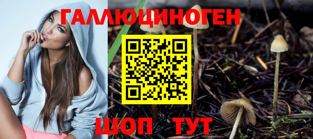 Псилоцибиновые грибы Psilocybe Богородск